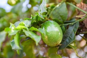 Passionsfrucht, die auf Weinrebenpflanze wächst, frische rohe grüne Passionsfrucht. foto