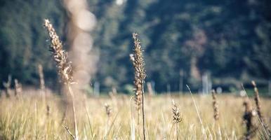 Spikes auf einer Wiese über Naturhintergrund foto