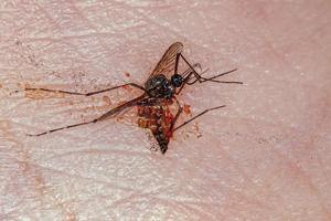 erwachsene tote weibliche Gelbfiebermücke foto