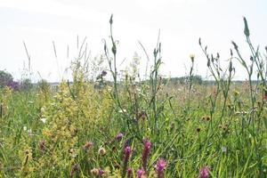 ländliche Landschaft. Feld und Wald foto