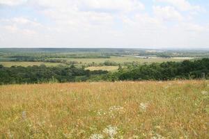 ländliche Landschaft. Feld und Wald foto