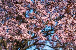 selektiv Fokus von schön Geäst von Rosa Kirsche blühen auf das Baum unter Blau Himmel, schön Sakura Blumen während Frühling Jahreszeit im das Park, Natur Blumen- Hintergrund mit Kopieren Raum. foto