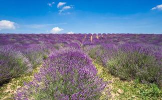 wunderschönes Lavendelfeld mit vielen Blumen im Piemont foto