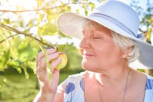 ein zufrieden Alten Frau genießt das Geruch von ein Blühen Apfel Gehen im ihr Garten . Geschenke von Natur foto