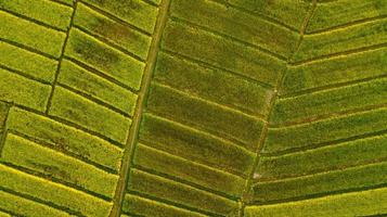 Draufsicht grünes Reisfeld Dies ist eine Luftaufnahme von Drohnenfliegen foto