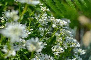 iberis saxatilis, amara oder bitterer Candytuft viele weiße Blüten foto