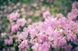 schöner rosa oder violetter Rhododendron mit unscharfem Hintergrund foto