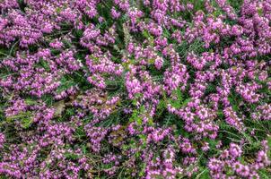 Heideblüten. kleine violette Blüten. Vintage Papierhintergrund. Retro-Stil foto