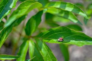 Nahaufnahme einer winzigen Spinne kriecht entlang eines leuchtend grünen Baumblattes foto