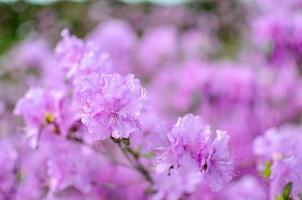 schöner rosa oder violetter Rhododendron mit unscharfem Hintergrund foto