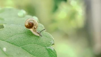 Schnecken bewegen sich auf dem grünen Blatt foto