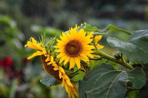 Sonnenblumenblüten Foto