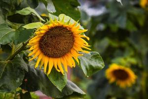 Sonnenblumenblüten Foto