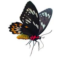 orange Schmetterling mit großen Flügeln Lady Schmetterlingsflügel fegen über auf Weiß. foto