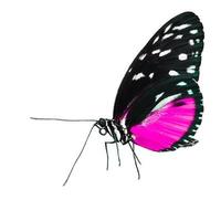 lila Schmetterling mit großen Flügeln Lady Schmetterlingsflügel fegen über auf Weiß. foto