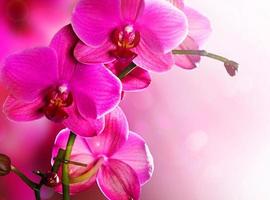 hellviolette Orchidee schöne Blume und flatternde Schmetterlinge handgezeichneter Zweig auf weiß