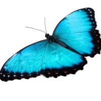 hellblauer Schmetterling mit großen Flügeln Dame Schmetterlingsflügel fegt über auf Weiß. foto