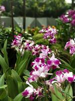 weiße und violette Orchideen mit Bewegungsunschärfe foto