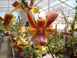 Orchideen sind rot und ordentlich mit Bewegungsunschärfe angeordnet foto