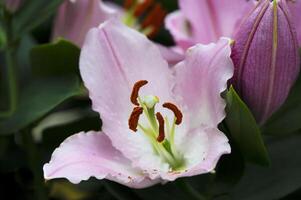 Amaryllis isoliert auf Hintergrund. Frühling und wunderbar natürlich Blumen foto