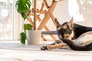 süßer Mischlingshund, der im Wohnzimmer auf dem Teppich schläft foto