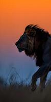 Savanne Sonnenuntergang Löwe foto