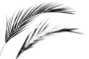 viele graue Blattschattenüberlagerung grauer Schatten der Blätter abstrakte Natur Palmblatt auf Weiß foto