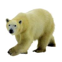 Weißbären-Tierzoo-Safari hängen ihre Pfoten zusammen auf Weiß