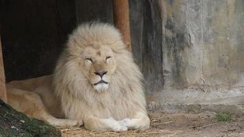 ein weißer Löwe sitzt in einem Käfig foto