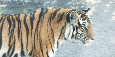 Ein Tiger läuft auf Schlamm mit einem unscharfen Hintergrund foto