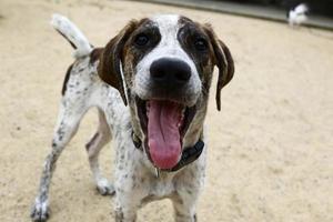 ein Hund mit weiß und schwarz um die Augen mit einem glücklichen Gesicht foto