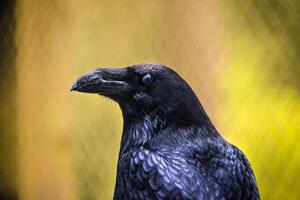 eine schwarze Krähe mit schwarzem Hintergrund foto