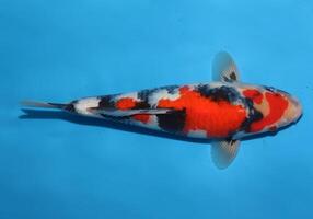 ein weißer Fisch mit einem Pfau und einem schwarzen Muster schwimmen foto