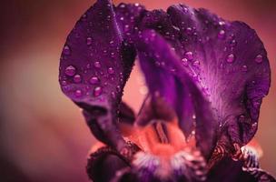 regnerische tropische lila blume natürlich mit exotischem blatt auf baumlandnatur. foto