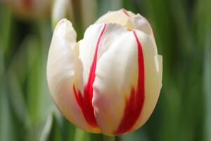 hellweißer tropischer Blumenstrauß mit exotischem grünem Blatt auf der Landnatur. foto