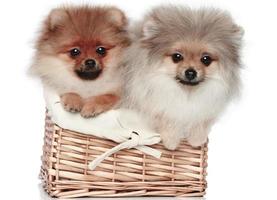 braune Hundewelpen lustiges lächelndes Hündchen eine Pfote und ein süßer Welpe auf Weiß foto