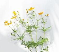 gelbe weiße Blume auf weißem Hintergrund. botanische Sammlung von Wild- und Gartenpflanzen. schöne Pflanzenobjekte. foto