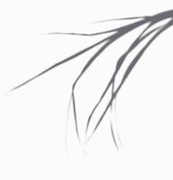 die langen Blätter des Schattens im weißen Hintergrund. realistische Darstellung des Grasblatt-Overlay-Effekts. die Licht- und Schattensilhouette der tropischen Natur, um kreatives Design zu dekorieren. foto
