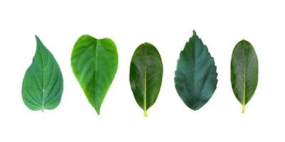 Reihe von verschiedenen Blättern auf einem weißen Hintergrund. jede Art von Sammlung tropischer Blätter. verschiedene exotische Blätter. foto