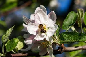Nahaufnahme einer großen gestreiften Biene, die an einem sonnigen, hellen Tag Pollen auf der Blüte sammelt. Insekten Naturfotografie. Sommer- und Frühlingshintergründe. foto