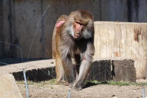 Pavian Affe. Säugetier und Säugetiere. Landwelt und Fauna. Tierwelt und Zoologie. foto