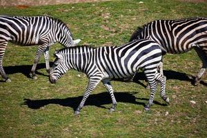 Zuschuss Zebra. Säugetier und Säugetiere. Landwelt und Fauna. Tierwelt und Zoologie.