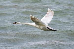 weißer Schwanenvogel auf dem See. Schwäne im Wasser. Wasserleben und Tierwelt. Naturfotografie. foto