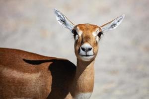 Blackbuck und indische Antilope. Säugetier und Säugetiere. Landwelt und Fauna. Tierwelt und Zoologie. foto