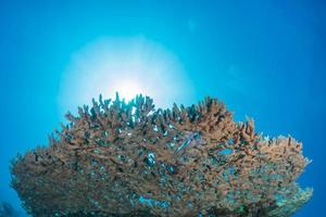 Korallenriff und Wasserpflanzen im Roten Meer, Eilat Israel foto