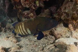 fische schwimmen im roten meer, bunte fische, eilat israel foto