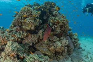 Korallenriff und Wasserpflanzen im Roten Meer, Eilat Israel foto