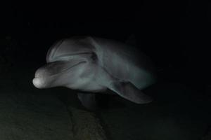 Delfinschwimmen im Roten Meer, Eilat Israel foto