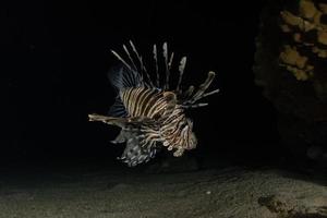 Rotfeuerfisch im Roten Meer bunter Fisch, Eilat Israel foto