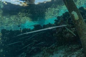 Tintenfisch im Roten Meer bunt und schön, Eilat Israel foto